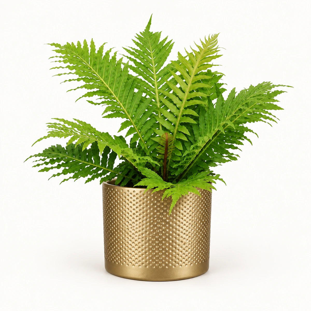 Blechnum 'Silver Lady' 12cm + Era gold relief 14cm (1059868)