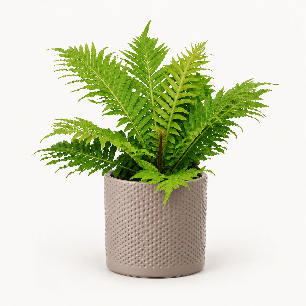 Blechnum 'Silver Lady' 12cm + Era taupe relief 14cm (1051628)