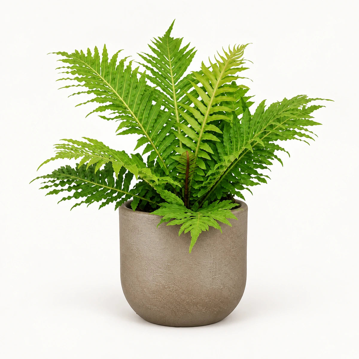 Blechnum 'Silver Lady' 12cm + Nora taupe 14cm (1074613)