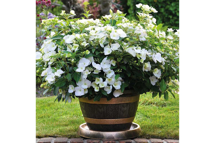 Hydrangea 'Runaway Bride'® 20cm