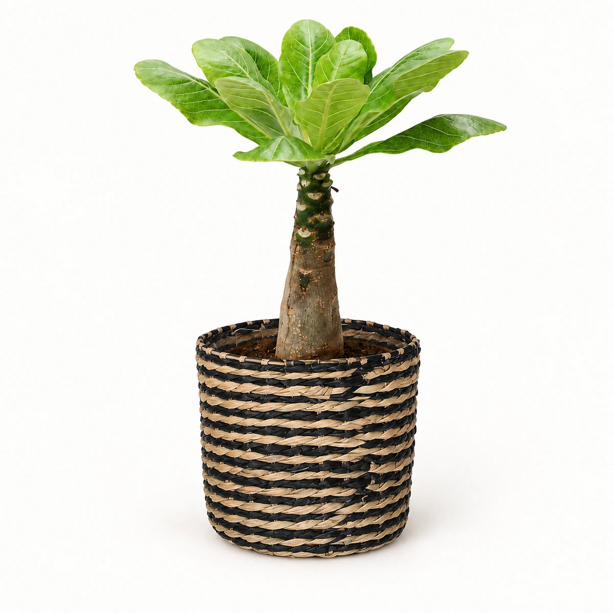 Brighamia insignis 12cm + Alexis black 13cm (1102736)