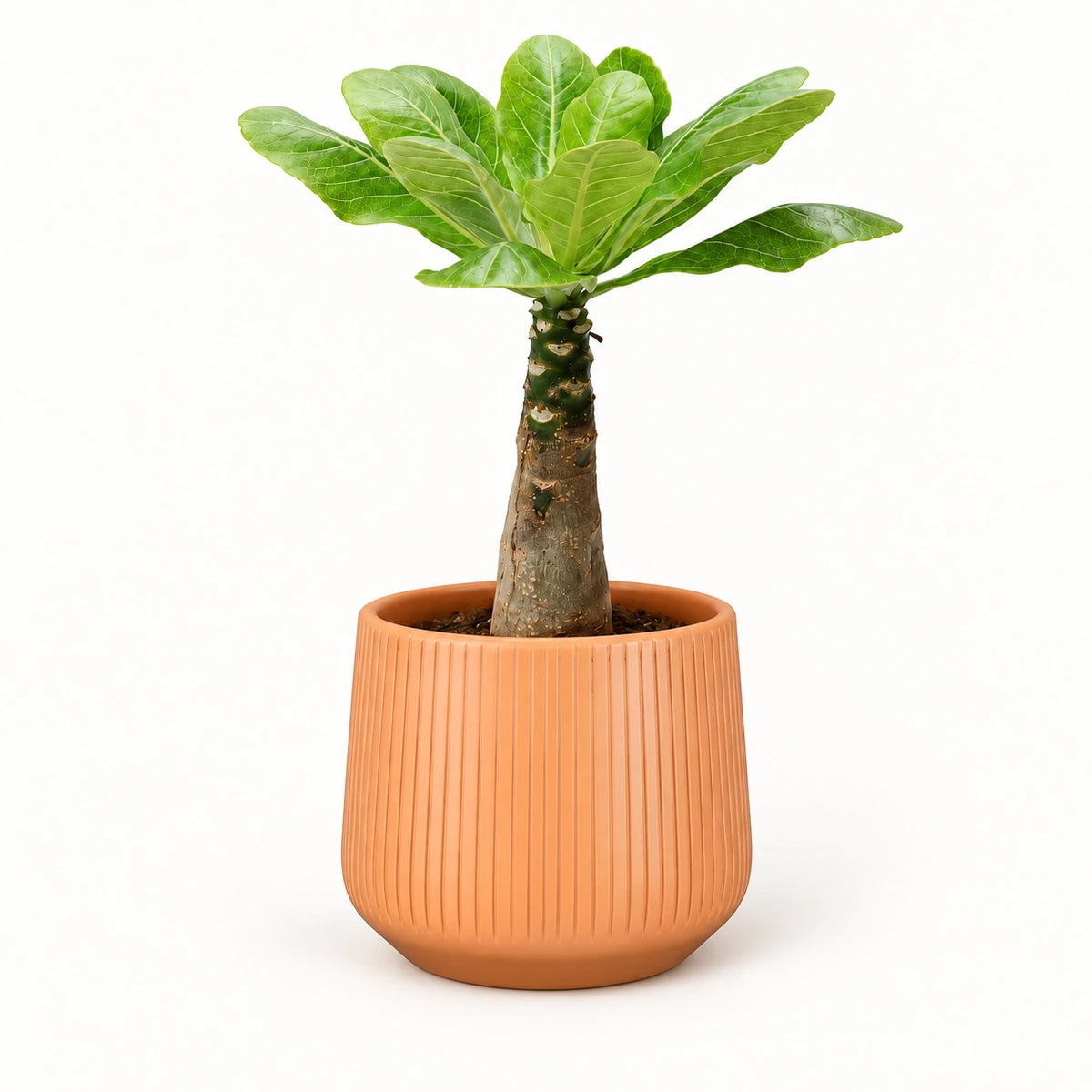 Brighamia insignis 12cm + Amber orange vertical 13cm (1133678)