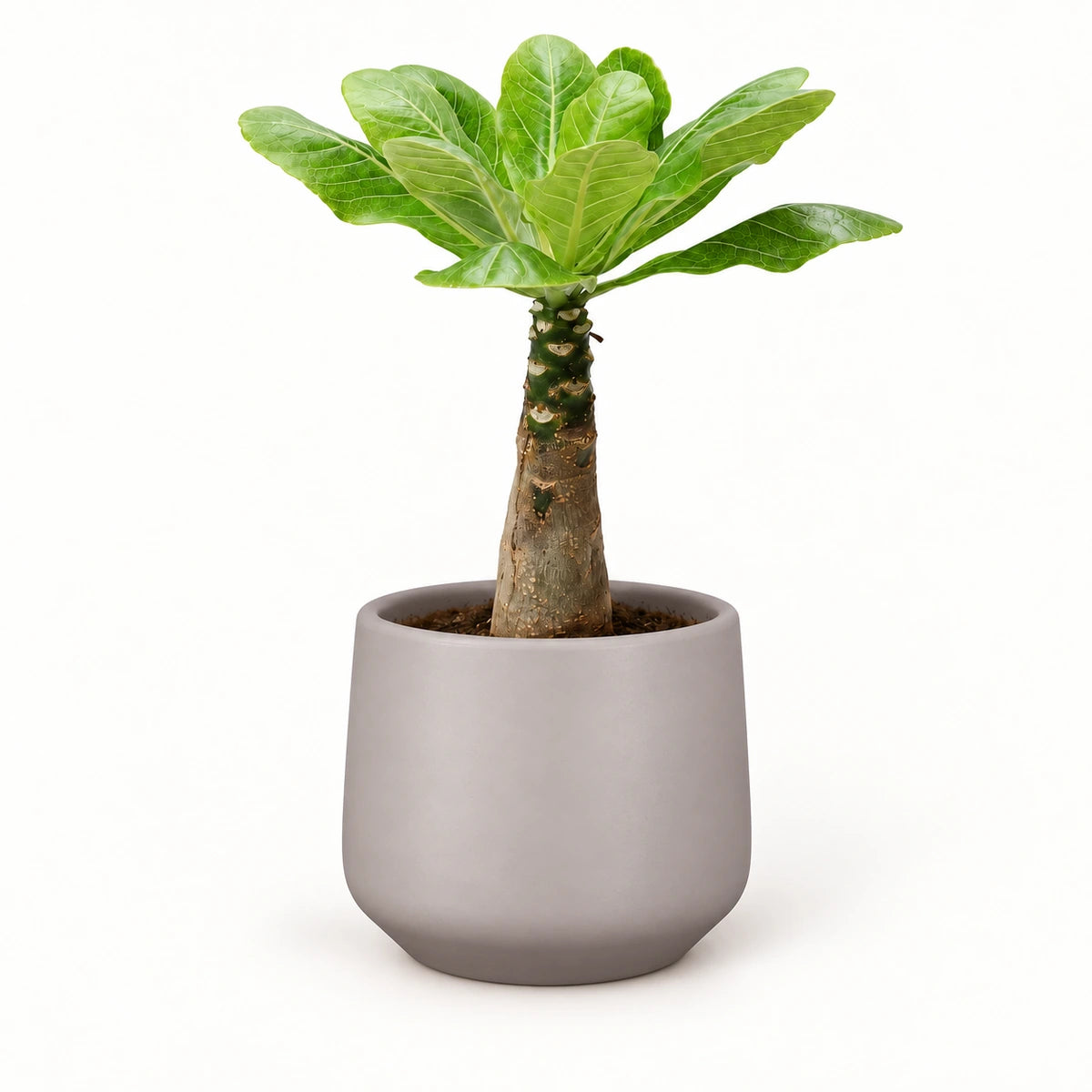 Brighamia insignis 12cm + Amber taupe matt 13cm (1097322)