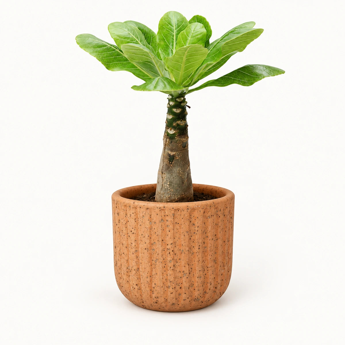 Brighamia insignis 12cm + Dante l. brown 14cm