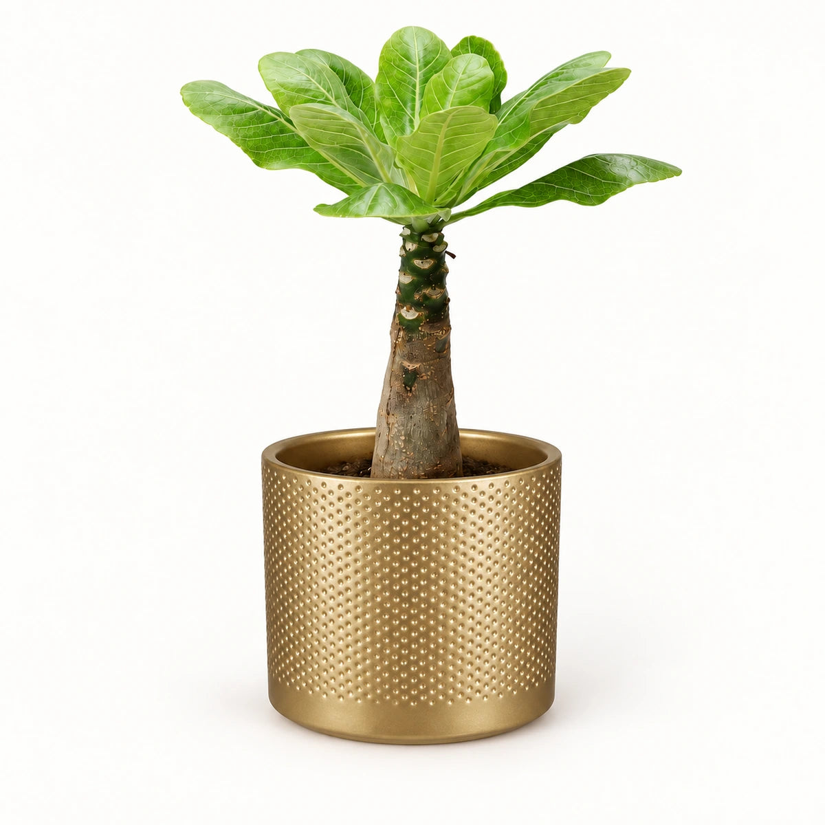 Brighamia insignis 12cm + Era gold relief 14cm (1059868)