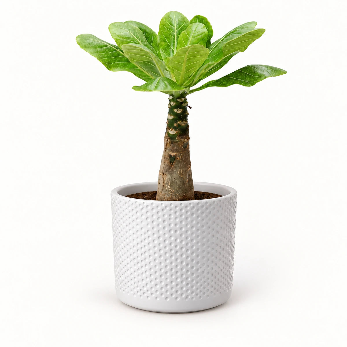 Brighamia insignis 12cm + Era white relief 14cm (1051623)