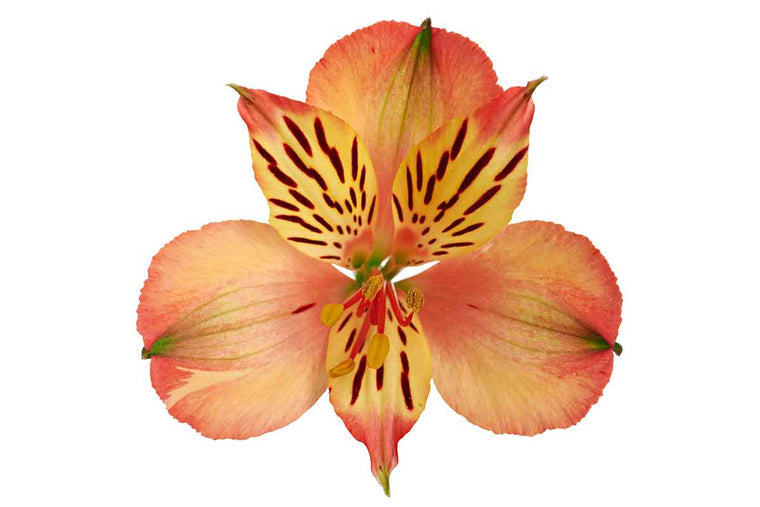 Alstroemeria