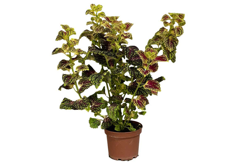 Coleus bicolor 15cm