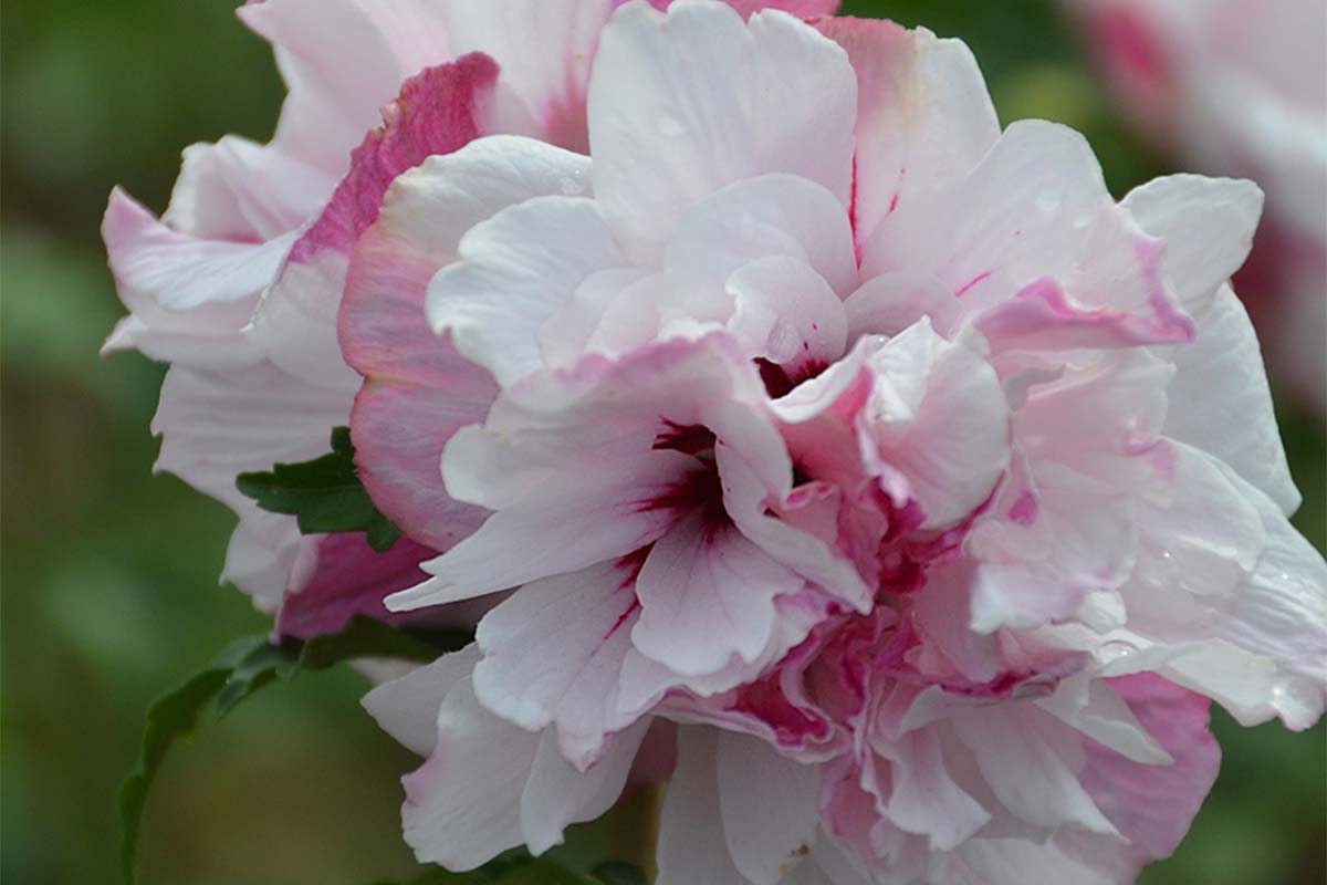 Hibiscus 'French Cabaret'® Pastel 19cm