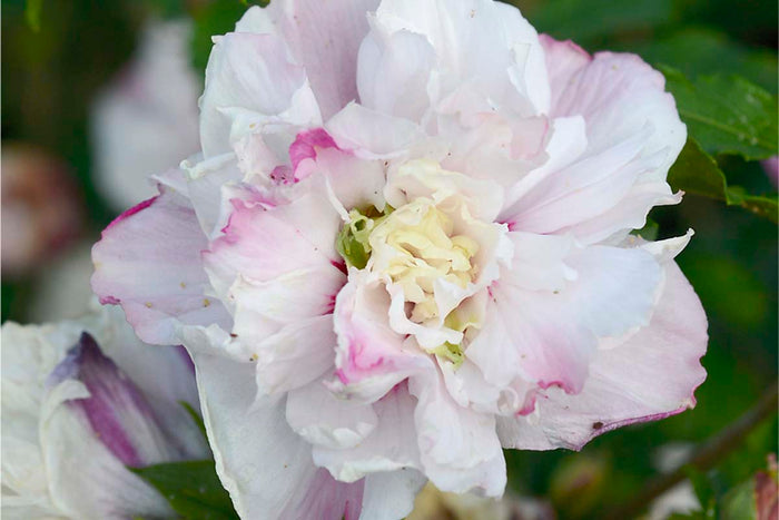 Hibiscus 'French Cabaret'® Pastel 19cm