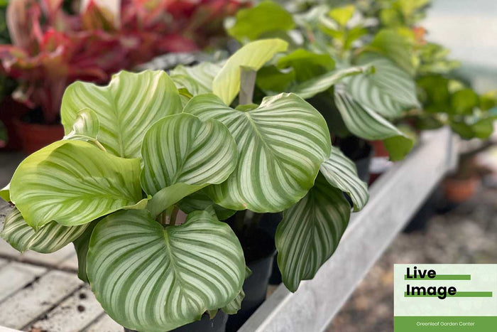 Calathea orbifolia 12cm