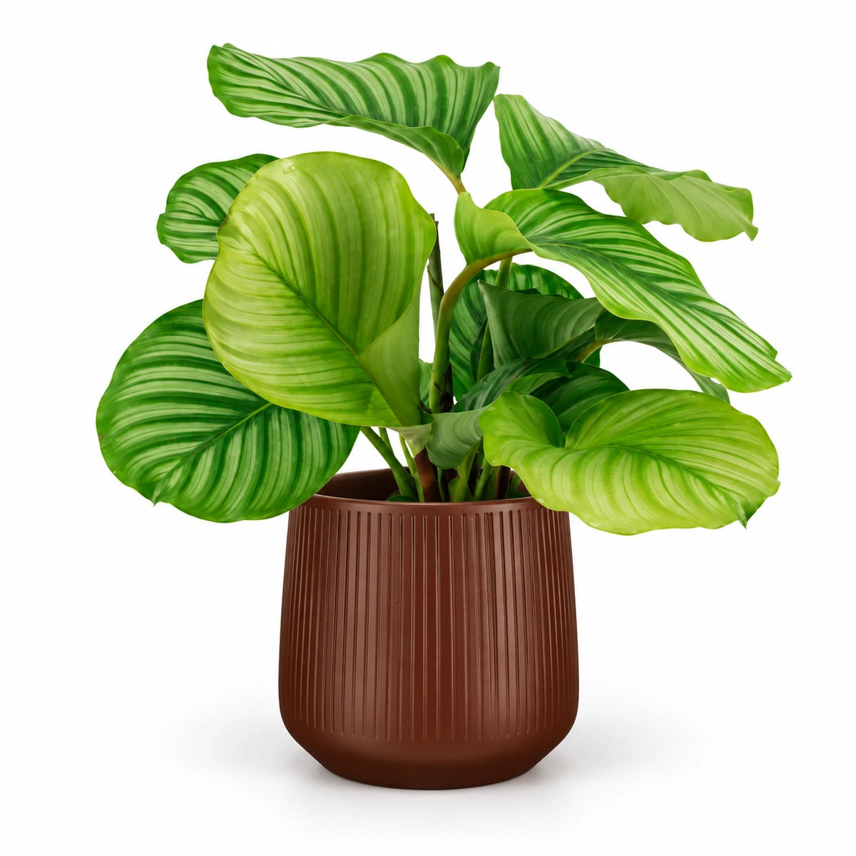Calathea orbifolia 14cm + Amber d. brown vertical 15cm (1133757)