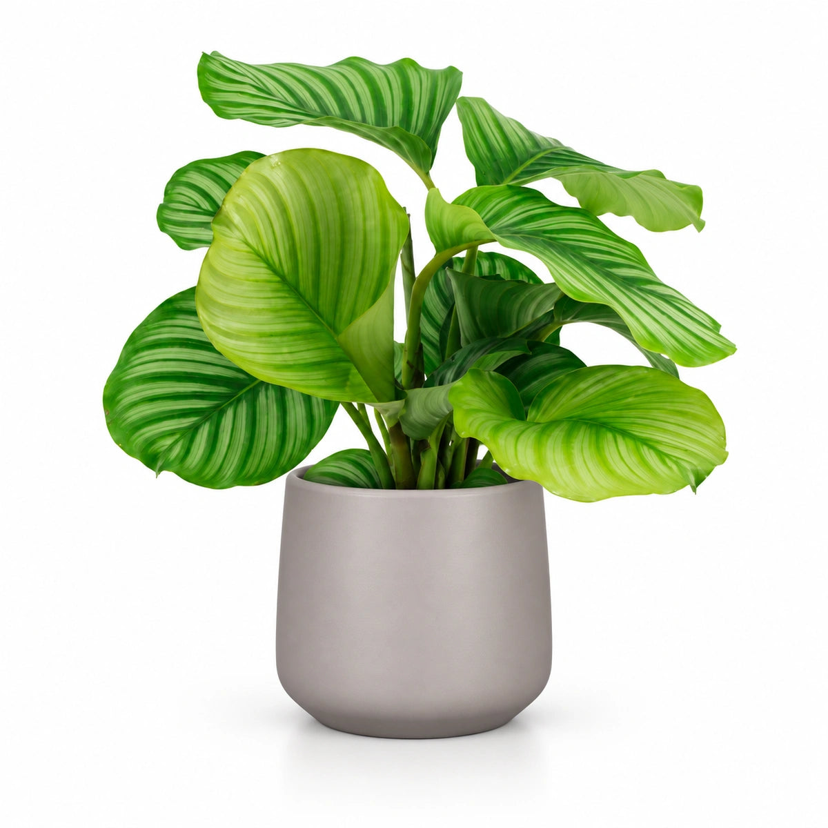 Calathea orbifolia 14cm + Amber taupe matt 15cm (1087666)