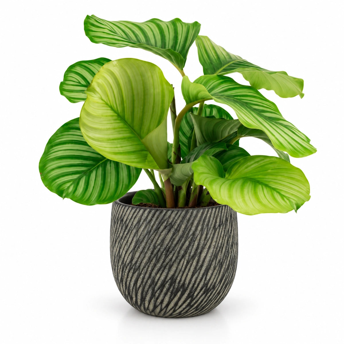 Calathea orbifolia 14cm + Elio anthracite 14.5cm (1163963)