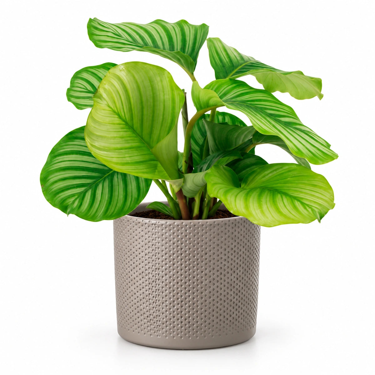 Calathea orbifolia 14cm + Era taupe relief 15.5cm (1051629)