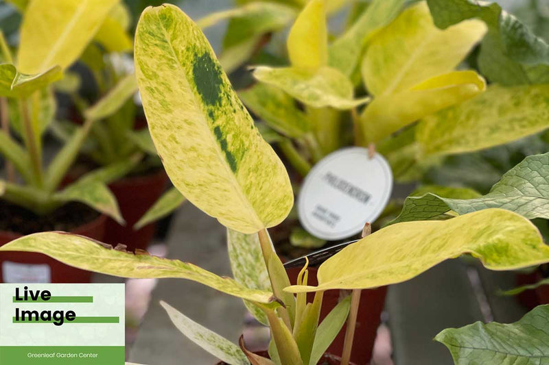 Philodendron 'Calkin Gold' 12cm