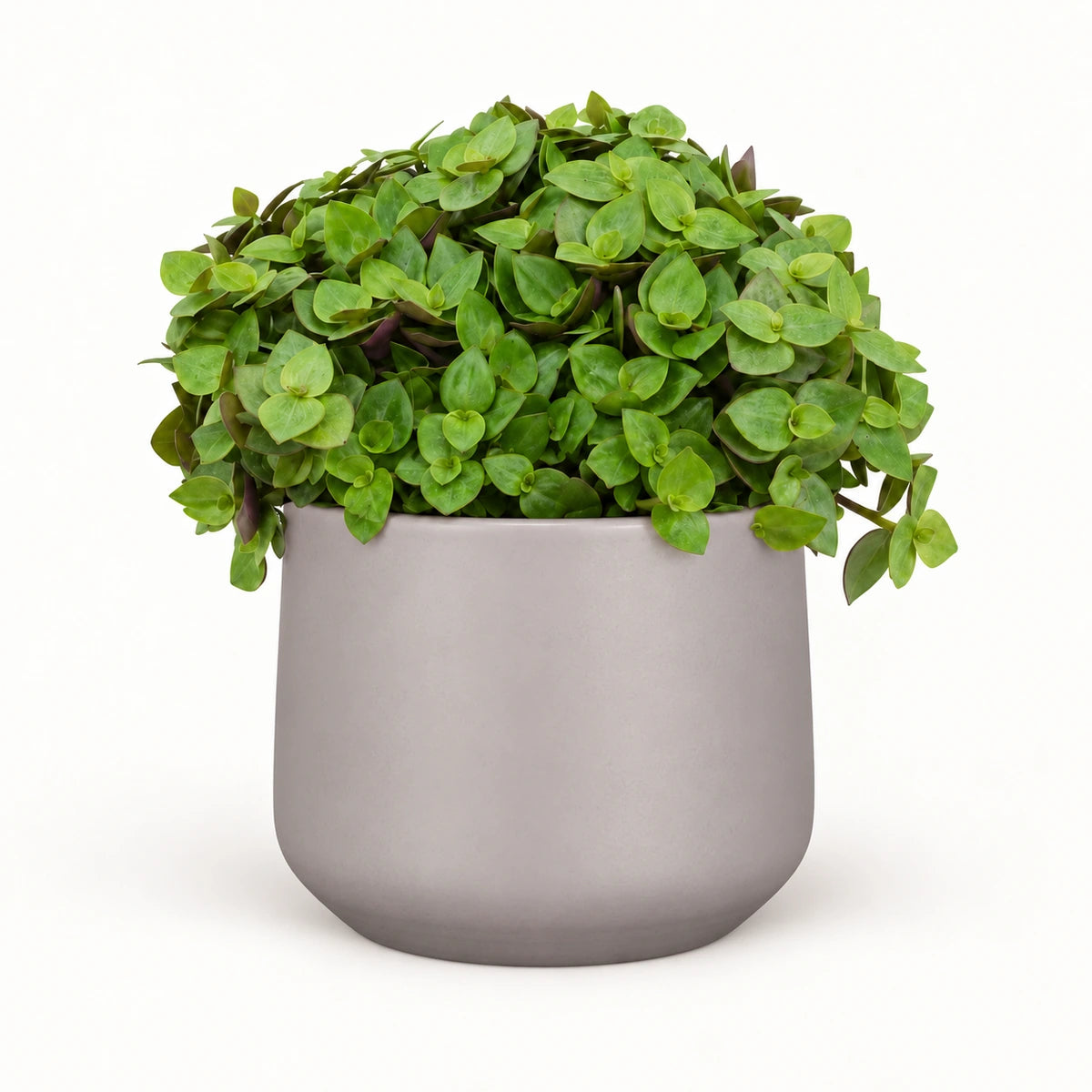 Callisia repens 'turtle' 12cm + Amber taupe matt 12cm (1087665)