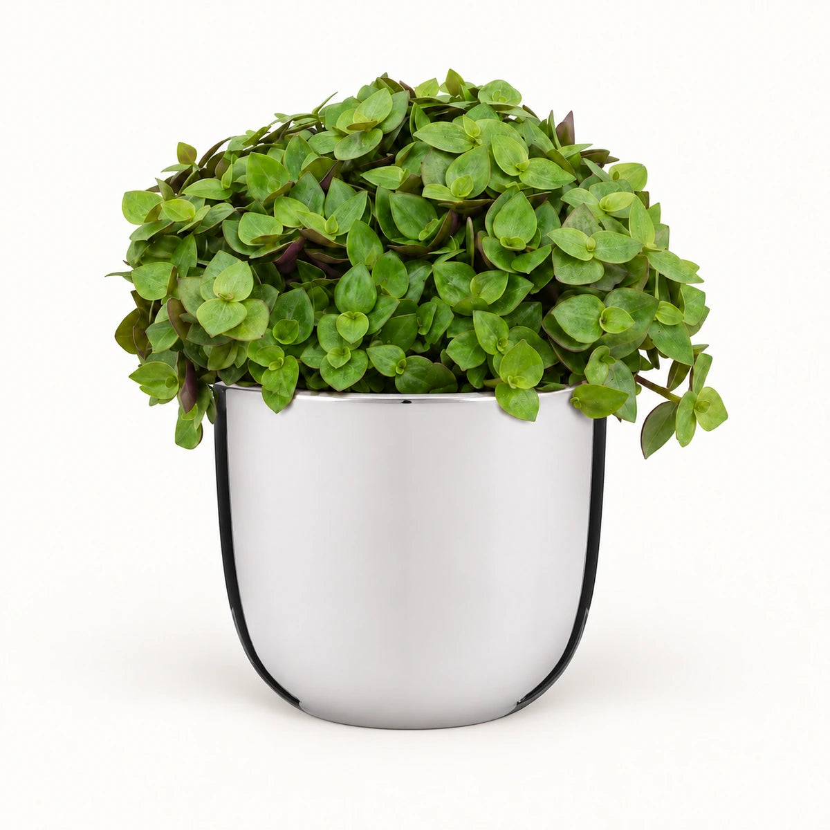Callisia repens 'turtle' 12cm + Chaz silver 13.5cm (116701)