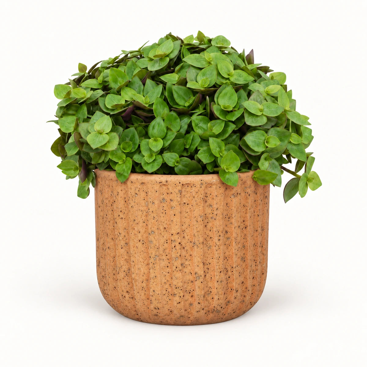 Callisia repens 'turtle' 12cm + Dante l. brown 14cm