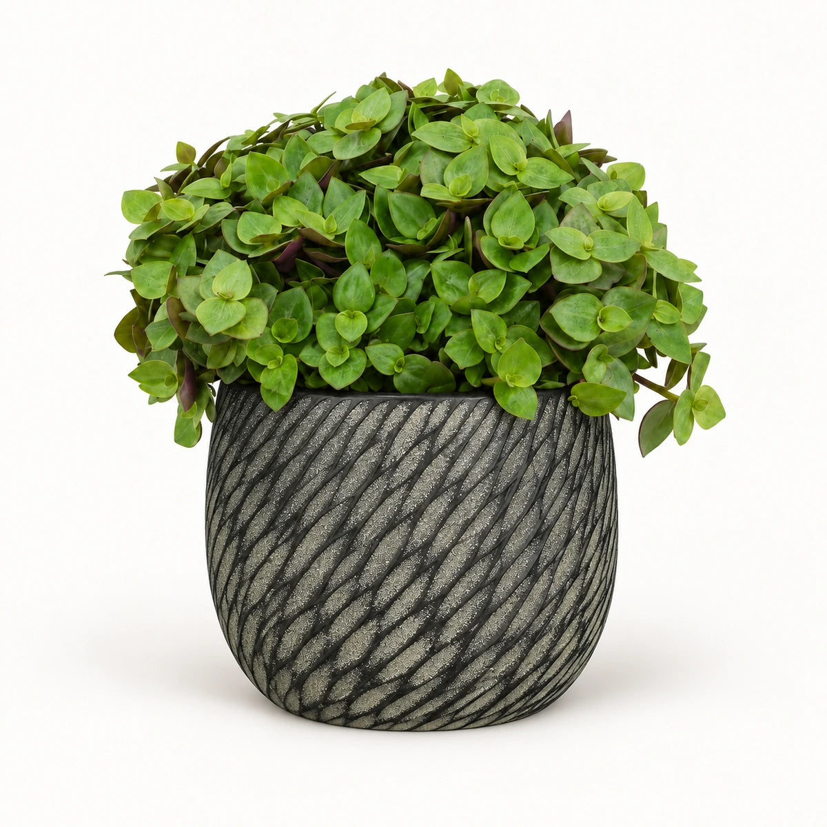 Callisia repens 'turtle' 12cm + Elio anthracite 12.5cm (1163962)