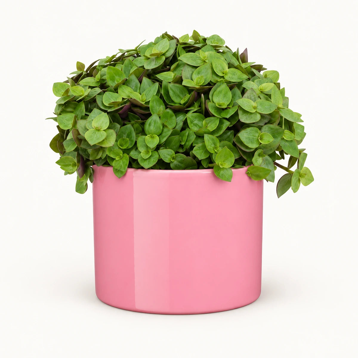 Callisia repens 'turtle' 12cm + Era pink 12cm (1135539)