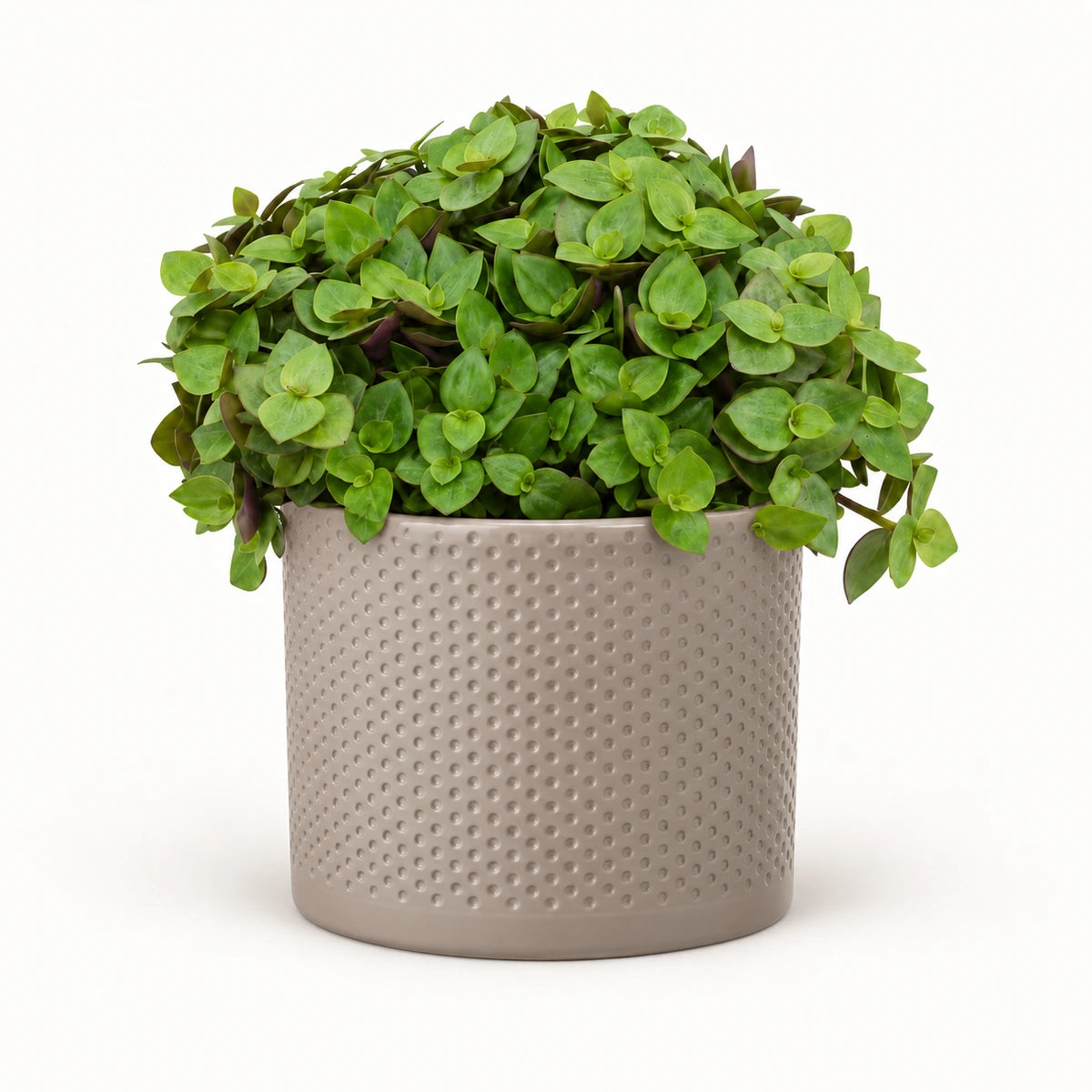 Callisia repens 'turtle' 12cm + Era taupe relief 12cm (1051627)