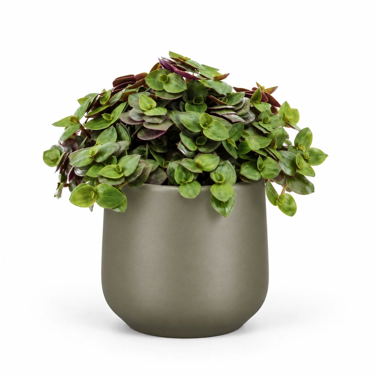 Callisia repens 'turtle' 5.5cm + Amber green matt 6cm (1094372)