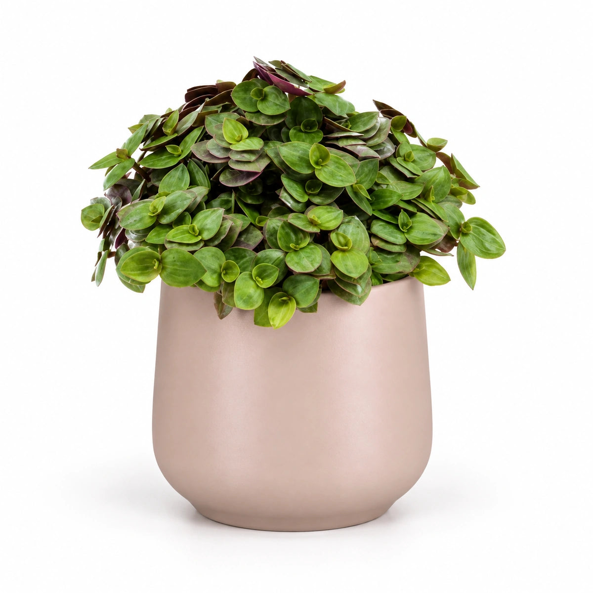 Callisia repens 'turtle' 5.5cm + Amber l. pink matt 6cm (1094375)