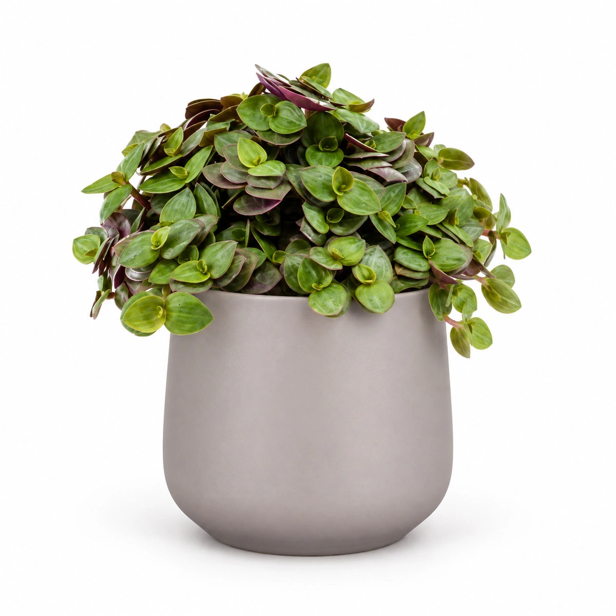 Callisia repens 'turtle' 5.5cm + Amber taupe matt 6cm (1094366)