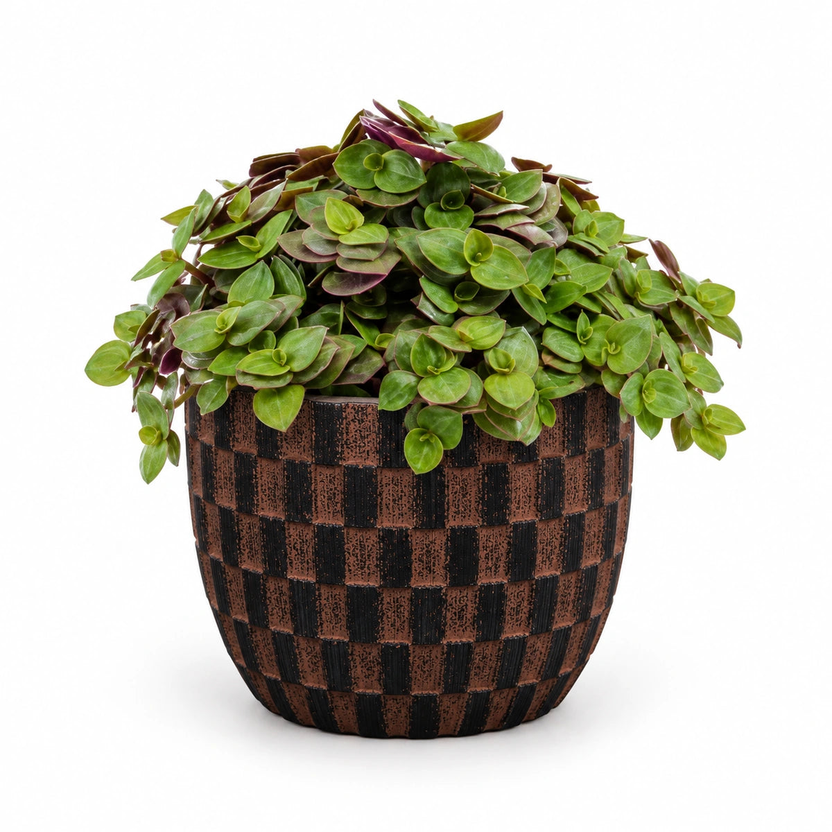 Callisia repens 'turtle' 5.5cm + Capi Egg wave brown 10cm (BWVB139)
