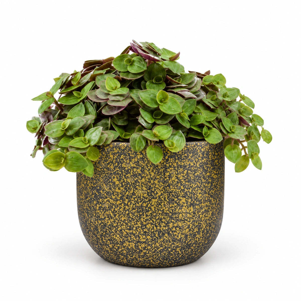 Callisia repens 'turtle' 5.5cm + Capi Planter ball Terrazzo gold 8cm (BTZG131)