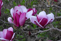 
                  
                    Magnolia 'Cameo'®
                  
                