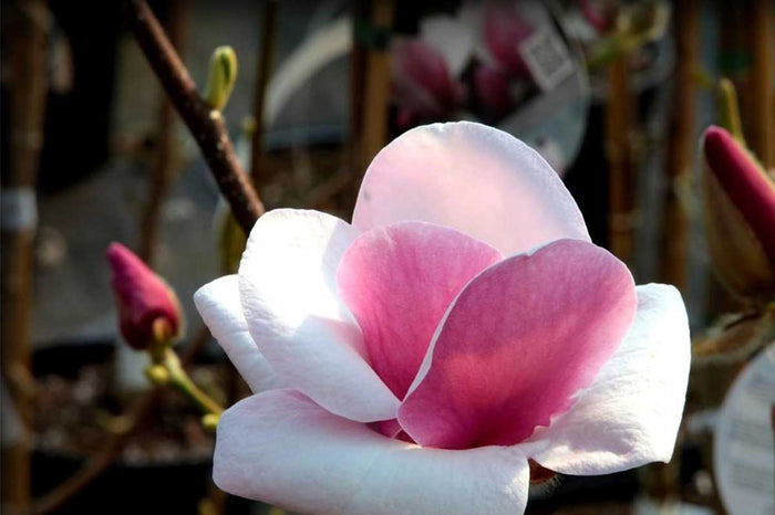 Magnolia 'Cameo'®