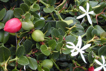 
                  
                    Carissa macrocarpa 19cm
                  
                