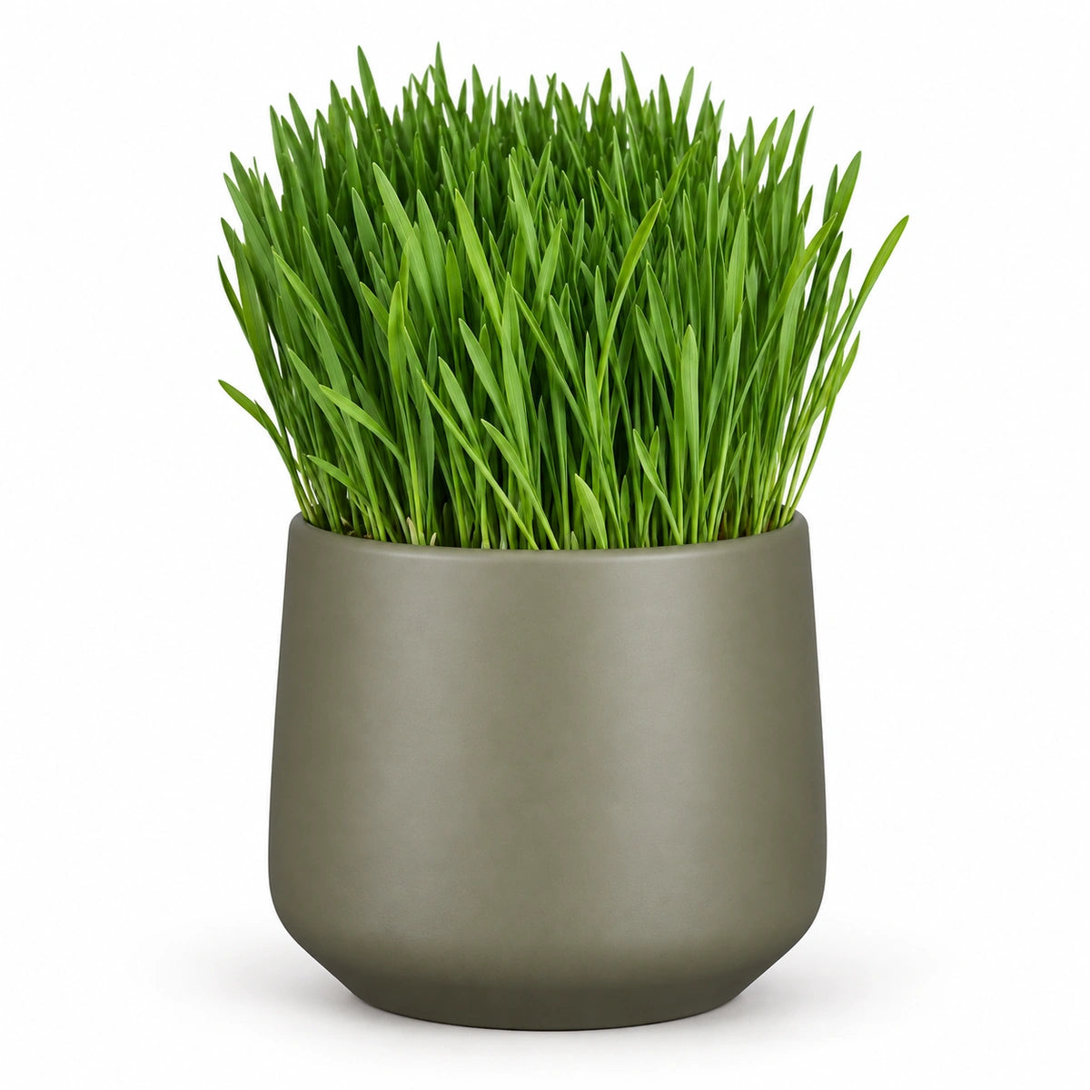 Cat Grass 12cm + Amber green matt 13cm (1097324)