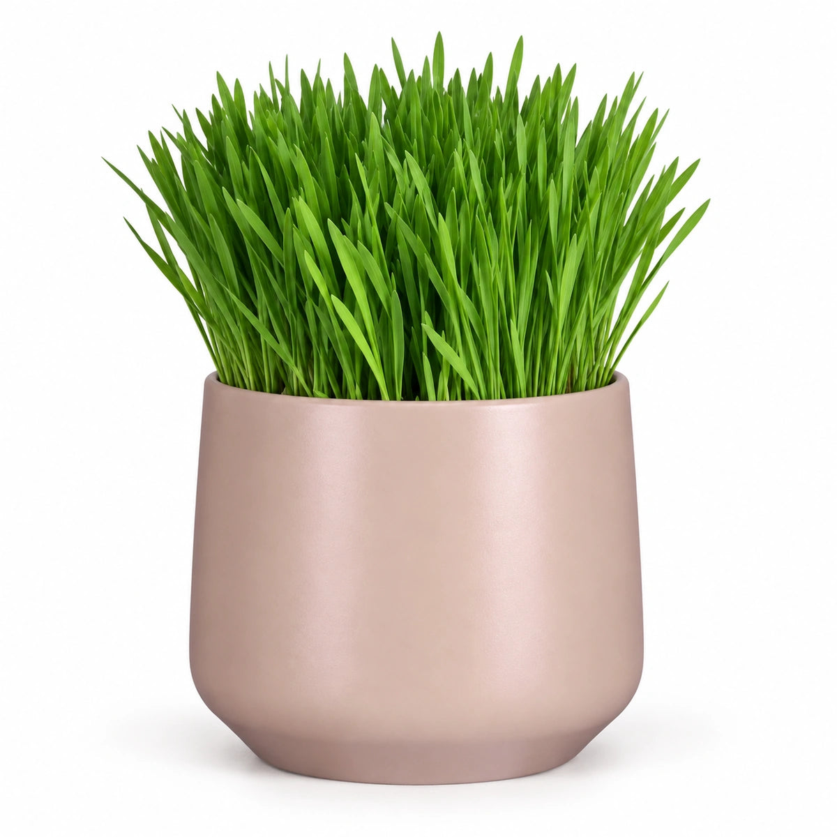 Cat Grass 12cm + Amber l. pink matt 14.5cm (1094378)