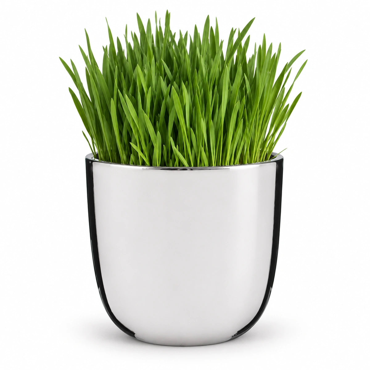 Cat Grass 12cm + Chaz silver 15.5cm (116702)