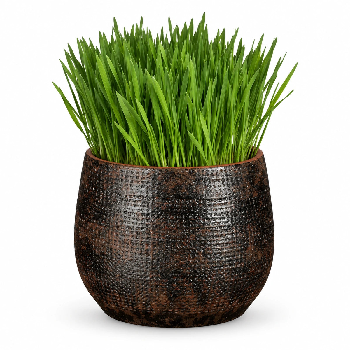Cat Grass 12cm + Enrique brown 13cm (1157584)