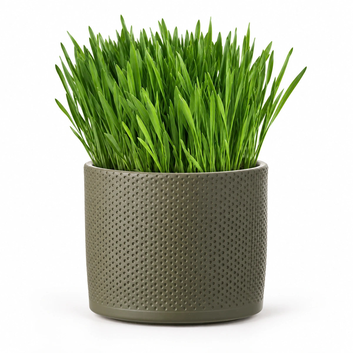 Cat Grass 12cm + Era green relief 14cm (1051633)