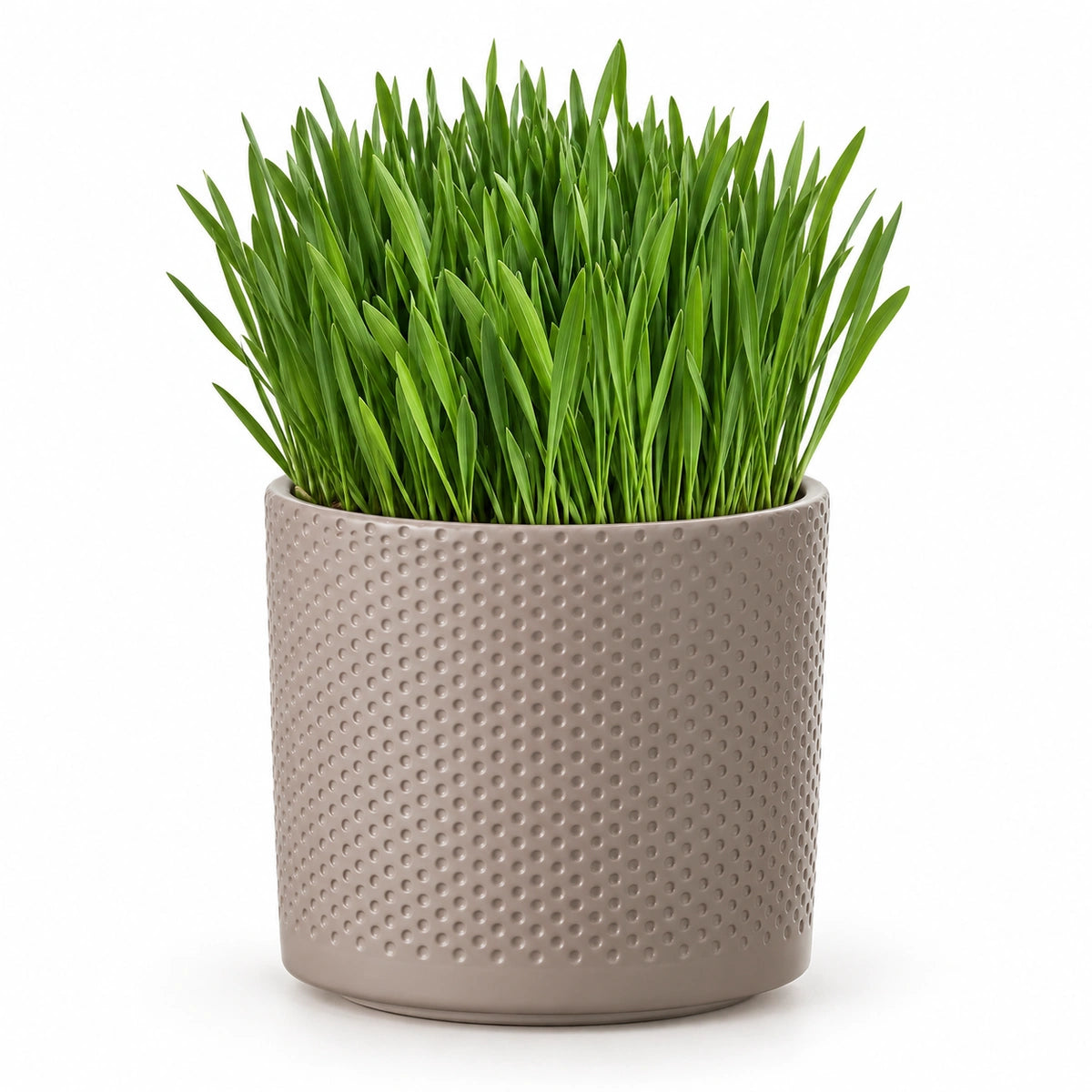 Cat Grass 12cm + Era taupe relief 14cm (1051628)