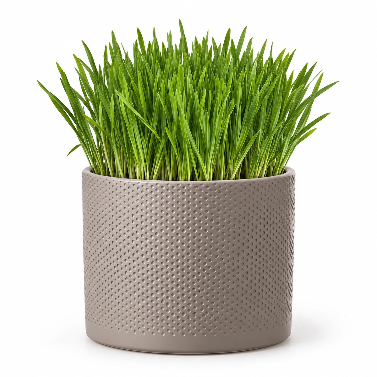 Cat Grass 16cm + Era taupe relief 17.5cm (1051630)