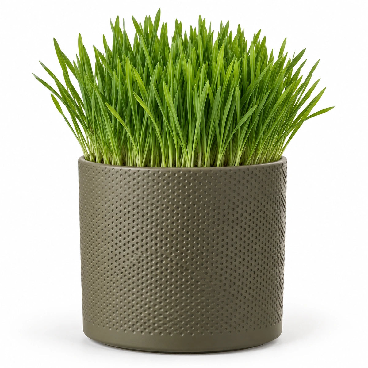 Cat Grass 16cm + Era green relief 17.5cm (1051635)
