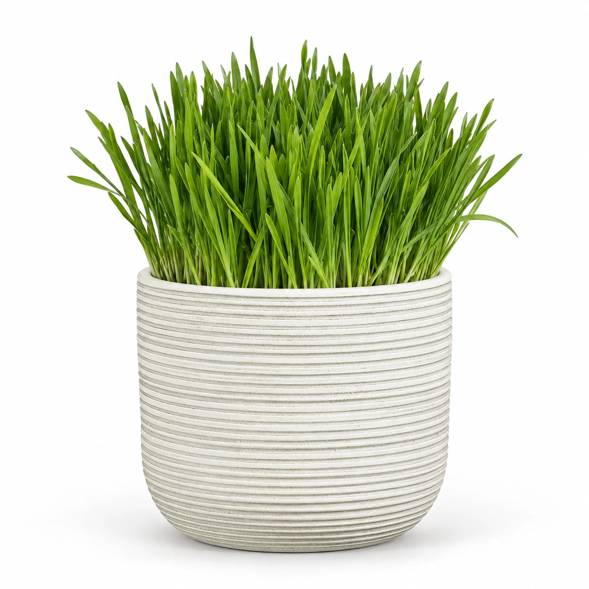Cat Grass 16cm + Samuel white 16.5cm (1176175)