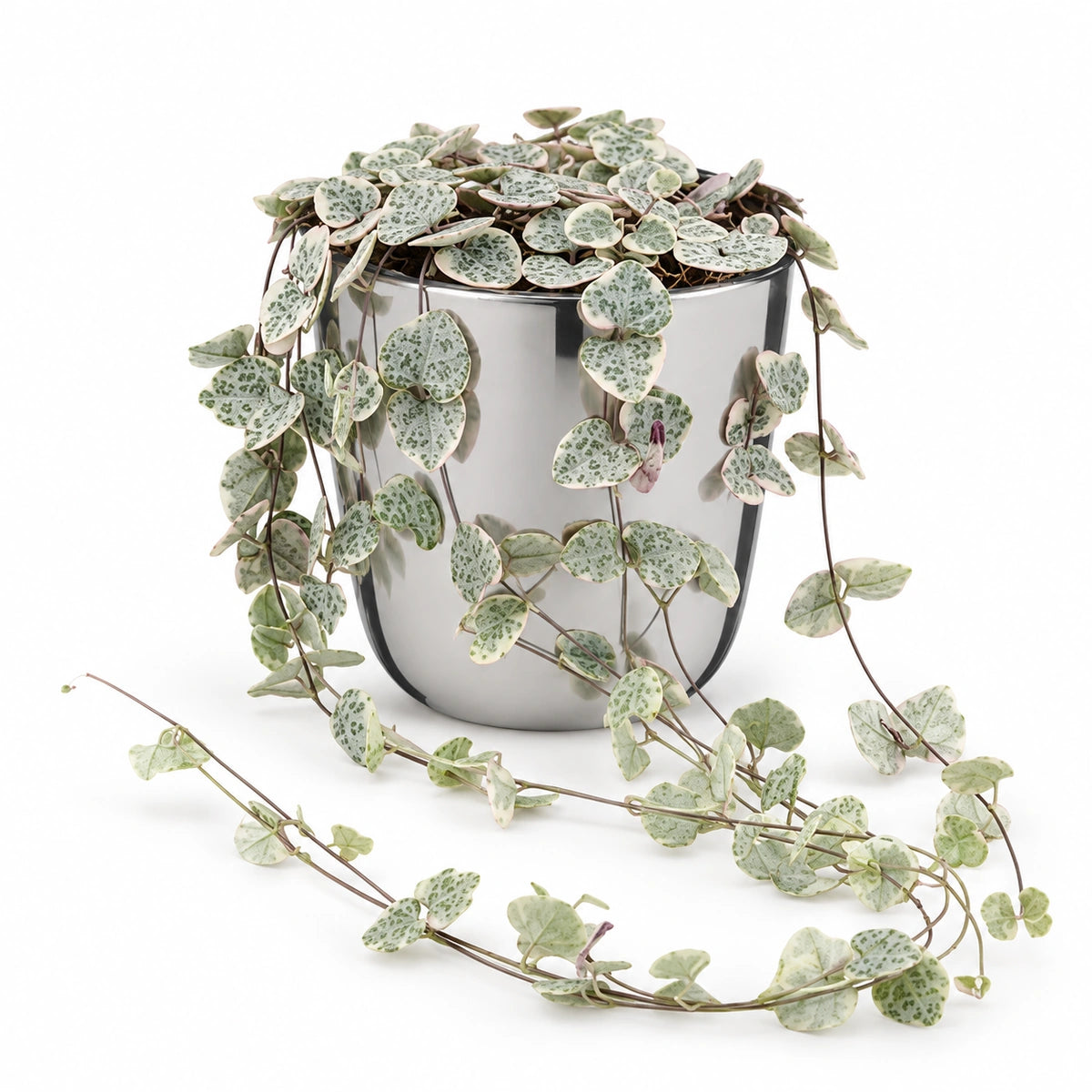 Ceropegia woodii 'variegata' 12cm + Chaz silver 15.5cm (116702)