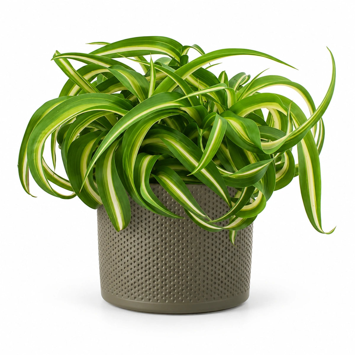 Chlorophytum 'bonnie' 12cm + Era green relief 14cm (1051633)