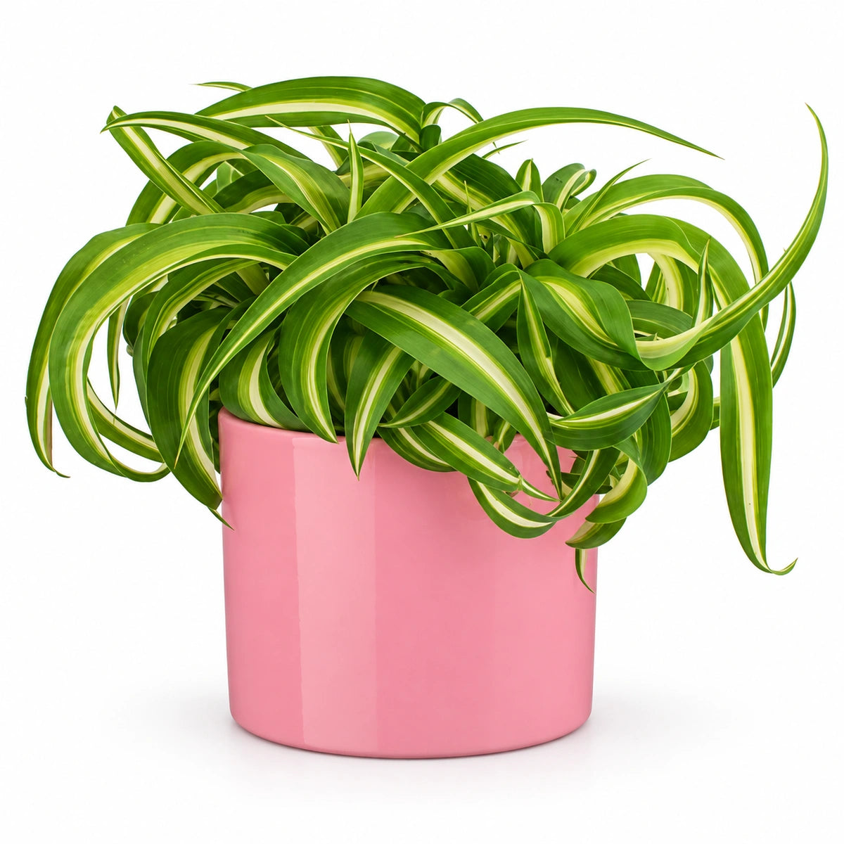 Chlorophytum 'bonnie' 12cm + Era pink 12cm (1135539)