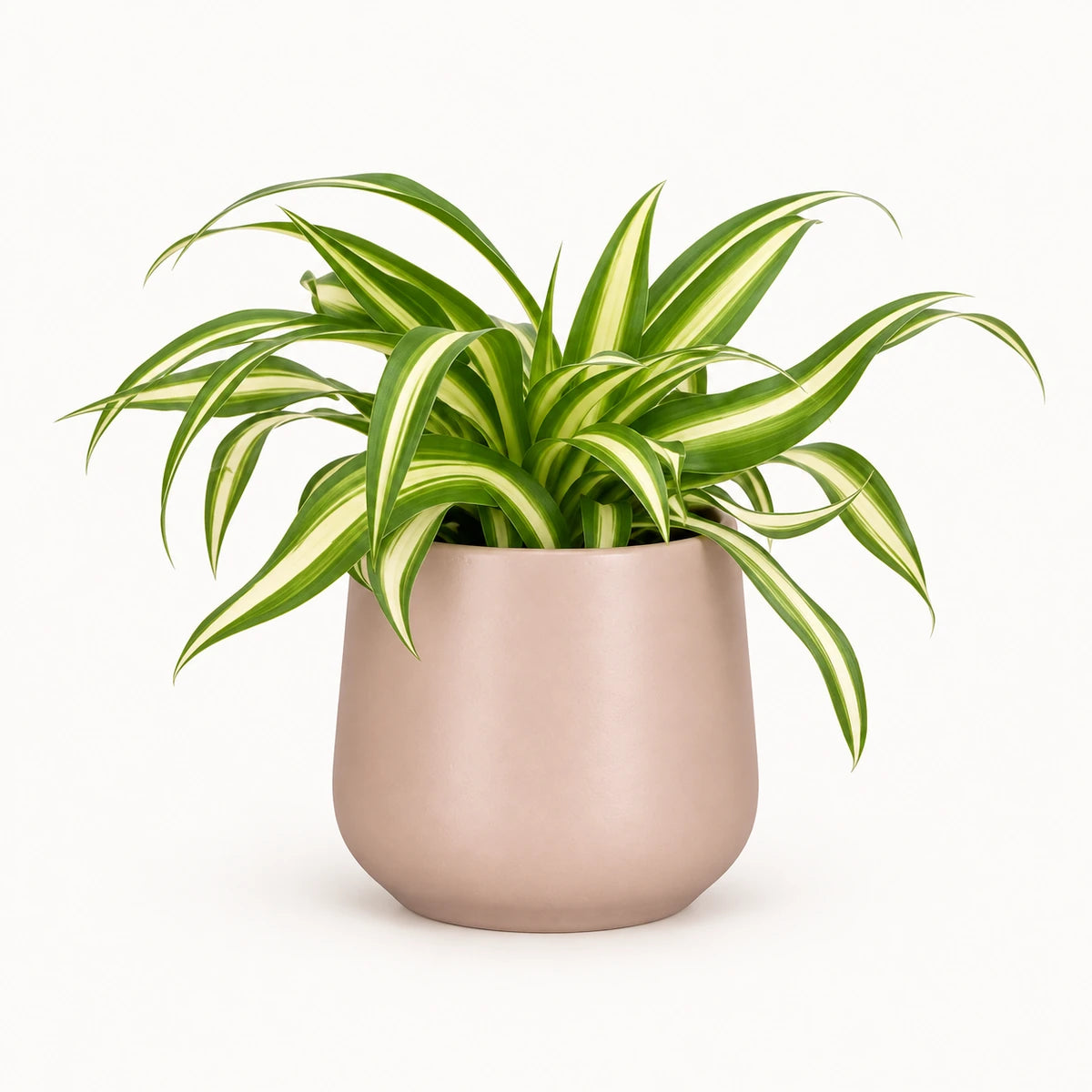 Chlorophytum 'variegatum' 8.5cm + Amber l. pink matt 8.5cm (1094376)