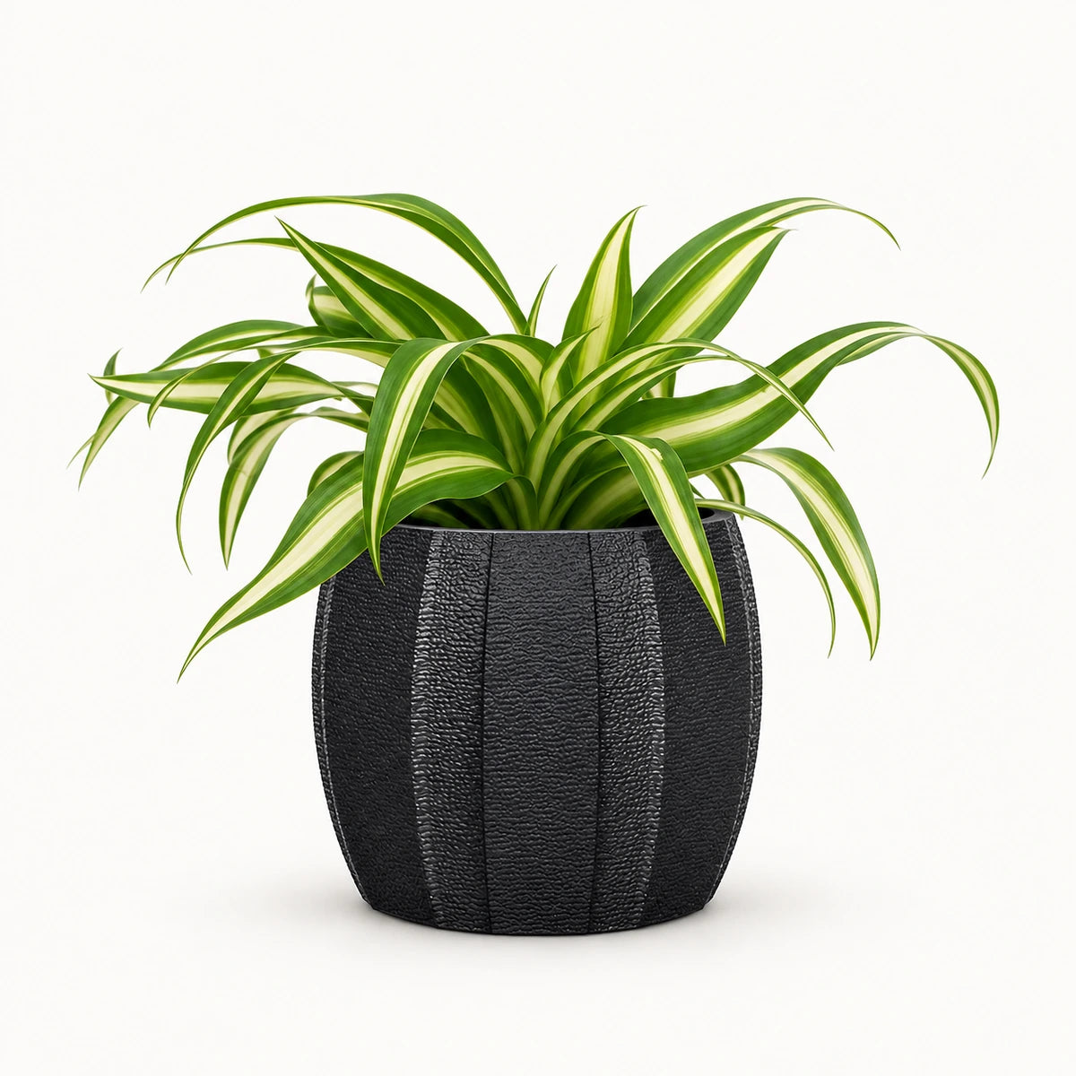 Chlorophytum 'variegatum' 8.5cm + Capi elegant wide arc anthracite 12cm (BARA292)