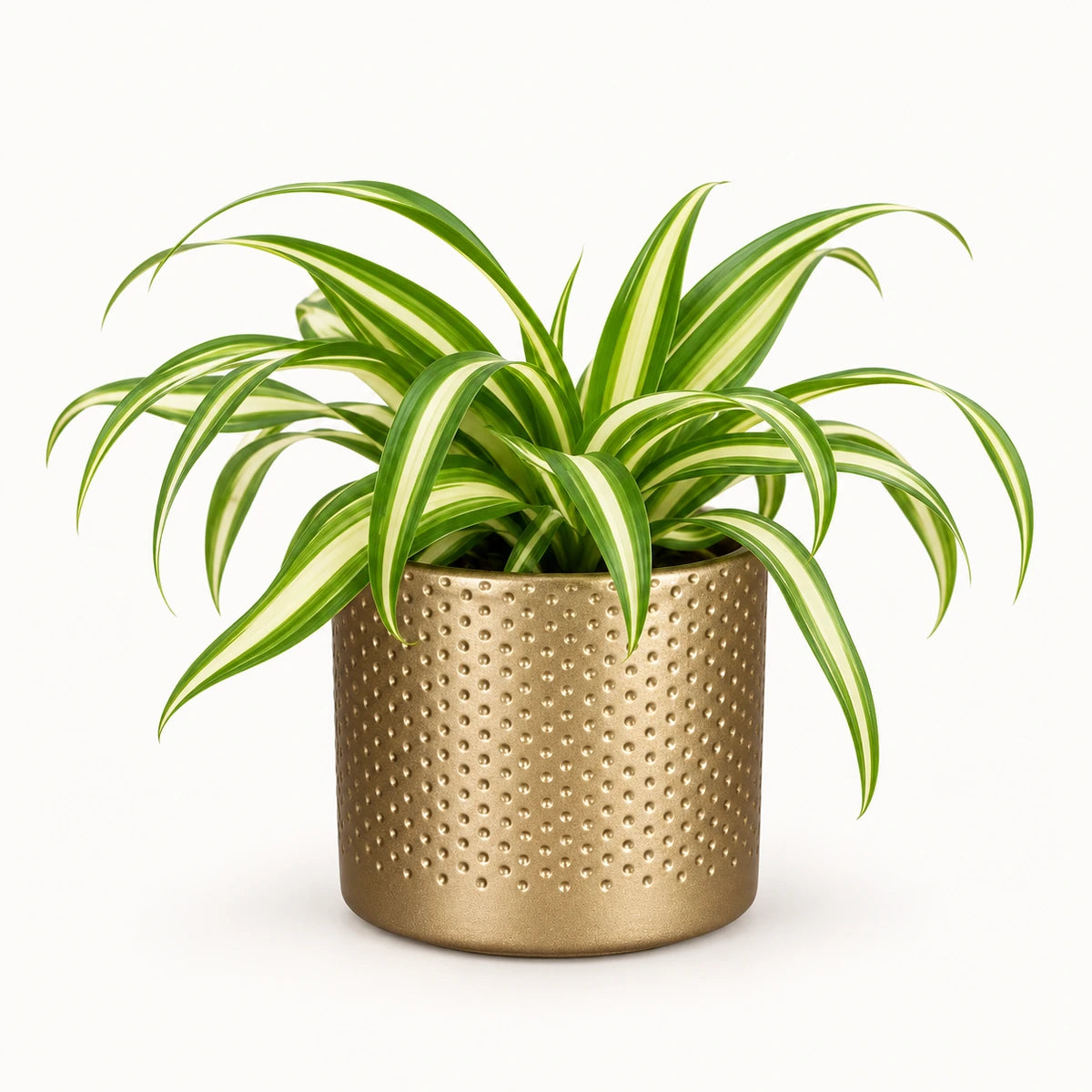 Chlorophytum 'variegatum' 8.5cm + Era gold relief 8.5cm (1096073)