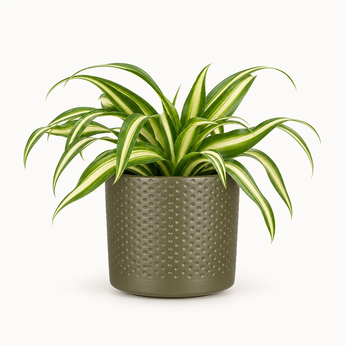 Chlorophytum 'variegatum' 8.5cm + Era green relief 8.5cm (1096064)